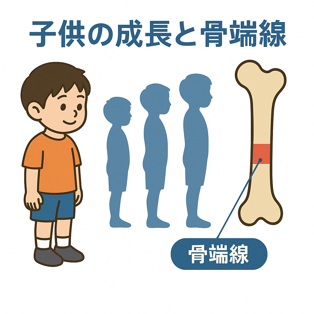 骨 端 線 と は